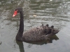 Black swan1.jpg